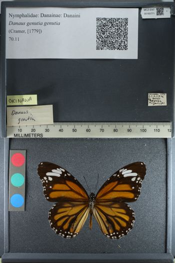 Media type: image;   Entomology 165771